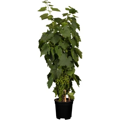 OBI Weinrebe Hellgelb Höhe Ca. 20 - 30 Cm Topf Ca. 3 L Vitis 1 OBI Weinrebe Hellgelb Höhe Ca. 20 - 30 Cm Topf Ca. 3 L Vitis