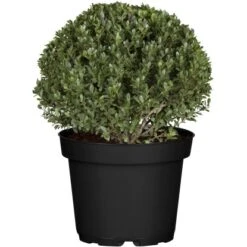 OBI Löffel-Ilex "Dark Green" Kugel Höhe Ca. 20 - 30 Cm Topf Ca. 4 L Ilex