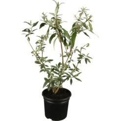 OBI Sommerflieder Weiß Höhe Ca. 10 - 20 Cm Topf Ca. 3 L Buddleja