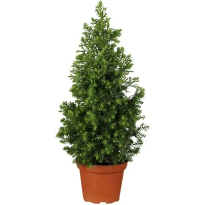 OBI Zuckerhutfichte Höhe Ca. 60 - 80 Cm Topf Ca. 7,5 L Picea 1 OBI Zuckerhutfichte Höhe Ca. 60 - 80 Cm Topf Ca. 7,5 L Picea