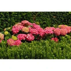 Rispenhortensie "Forever & Ever" Rot Höhe Ca. 50 Cm Topf Ca. 9 L Hydrangea