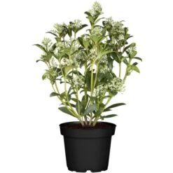OBI Japanische Fruchtskimmie "Fragrant Cloud" Weiß Höhe Ca. 10-20 Cm Topf Ca.2 L -Gardena Verkäufe 10 20 cm topf ca. 2 l 1