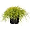 GROW By OBI Faden-Zypresse "Filifera Sungold" Gelb Höhe Ca.10 -20 Cm Topf Ca.5 L