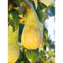 OBI Zwergbirne Höhe Ca. 60 - 80 Cm Topf Ca. 7,5 L Pyrus -Gardena Verkäufe 1156751 3358 1