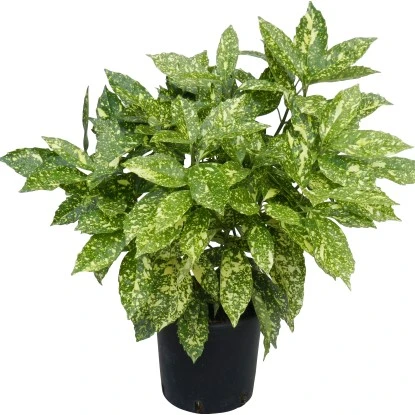 OBI Goldorange "Crotonifolia Gold" Höhe Ca. 40 Cm Topf Ca. 5 L Aucuba Japonica 2 OBI Goldorange "Crotonifolia Gold" Höhe Ca. 40 Cm Topf Ca. 5 L Aucuba Japonica – Bild 2