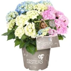 Bauernhortensie "Three Sisters" Höhe Ca. 30 - 40 Cm Topf Ca. 6 L Hydrangea