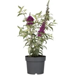 Sommerflieder "Summer Teens" Violett Höhe Ca. 30 - 40 Cm Topf Ca. 3 L Buddleja