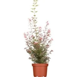 Fächerahorn "Deshojo" Höhe Ca. 80 - 100 Cm Topf Ca. 10 L Acer Palmatum