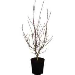 Japanischer Ahorn "Shirazz" Höhe Ca. 80 - 100 Cm Topf Ca. 10 L Acer Palmatum