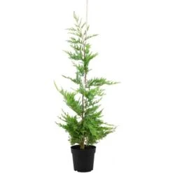 Leyland-Zypresse Set à 30 Stück Höhe Ca. 125 - 150 Cm Topf Ca. 5 L