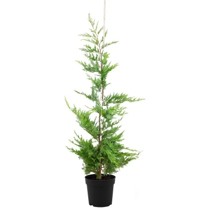 Leyland-Zypresse Set à 30 Stück Höhe Ca. 125 - 150 Cm Topf Ca. 5 L 1 Leyland-Zypresse Set à 30 Stück Höhe Ca. 125 - 150 Cm Topf Ca. 5 L