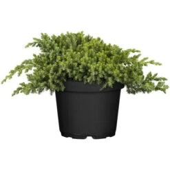 OBI Kriech-Wacholder "Nana" Höhe Ca. 10 - 20 Cm Topf Ca. 5 L Juniperus