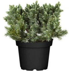 OBI Zwerg-Wacholder "Blue Star" Blau Höhe Ca. 10 - 20 Cm Topf Ca. 5 L Juniperus