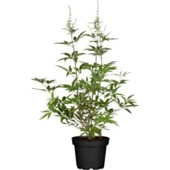 Mönchspfeffer "Blue Puffball" Blau Höhe Ca. 40 - 50 Cm Topf Ca. 4,6 L Vitex