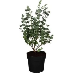 Eukalyptus "Azura" Busch Höhe Ca. 40 - 60 Cm Topf-Ø Ca. 19 Cm Eucalyptus