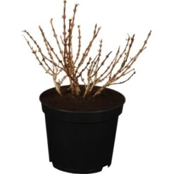 Weigelie "Picobella" Rosa Höhe Ca. 30 - 40 Cm Topf Ca. 4,6 L Weigelia