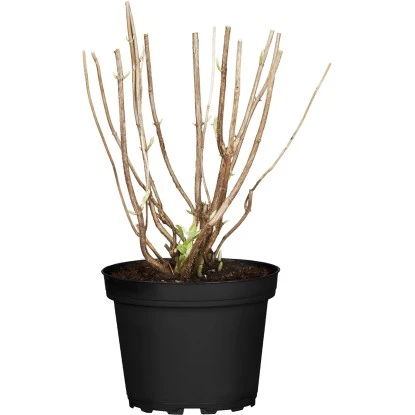 Ballhortensie "Candybell Bubblegum" Rosa Höhe 30 - 40 Cm Topf Ca. 5 L Hydrangea 1 Ballhortensie "Candybell Bubblegum" Rosa Höhe 30 - 40 Cm Topf Ca. 5 L Hydrangea