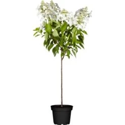 Rispenhortensie "Whitelight" Stämmchen Höhe Ca.60 - 80cm Topf Ca. 10 L