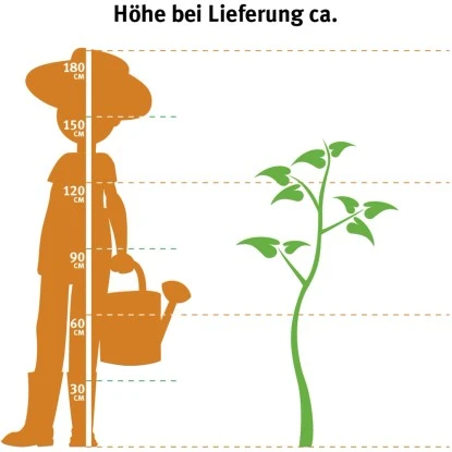 OBI Winterapfel "Roter Boskoop" Rot-Gelb Höhe Ca. 120-140 Cm Topf Ca. 7 L Malus 2 OBI Winterapfel "Roter Boskoop" Rot-Gelb Höhe Ca. 120-140 Cm Topf Ca. 7 L Malus – Bild 2