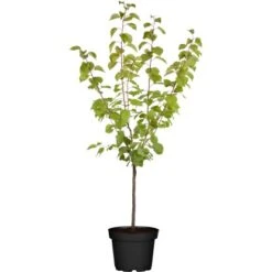 OBI Aprikose "Ungarische Beste" Höhe Ca. 120 Cm - 140 Cm Topf Ca. 10 L Prunus