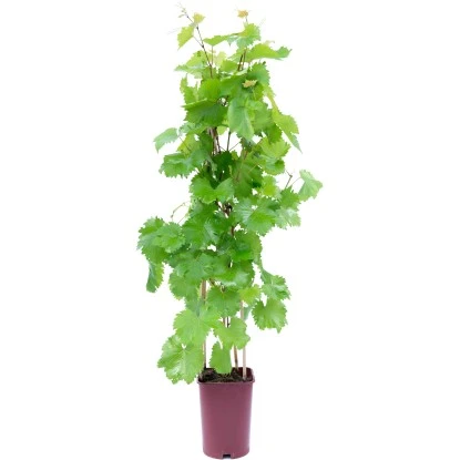 GROW By OBI Wein Höhe Ca. 80 Cm Topf Ca. 6 L Vitis Vinifera 1 GROW By OBI Wein Höhe Ca. 80 Cm Topf Ca. 6 L Vitis Vinifera