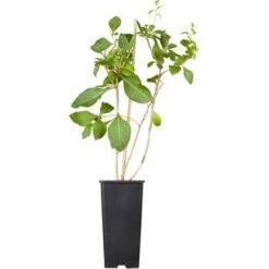 GROW By OBI Bio Goji-Beere Rot Höhe Ca. 20 - 30 Cm Topf Ca. 2 L Lycium