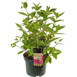 OBI Weigelie "Brigela" Rot Höhe Ca. 20 - 30 Cm Topf Ca. 3 L Weigela