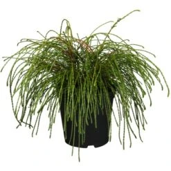 Faden-Lebensbaum "Whipcord" Höhe Ca. 20 - 30 Cm Topf Ca. 4 L Thuja