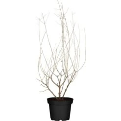 OBI Blauraute "Little Spire" Blau Höhe Ca. 20 - 30 Cm Topf Ca. 3 L Perovskia