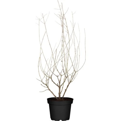 OBI Blauraute "Little Spire" Blau Höhe Ca. 20 - 30 Cm Topf Ca. 3 L Perovskia 1 OBI Blauraute "Little Spire" Blau Höhe Ca. 20 - 30 Cm Topf Ca. 3 L Perovskia