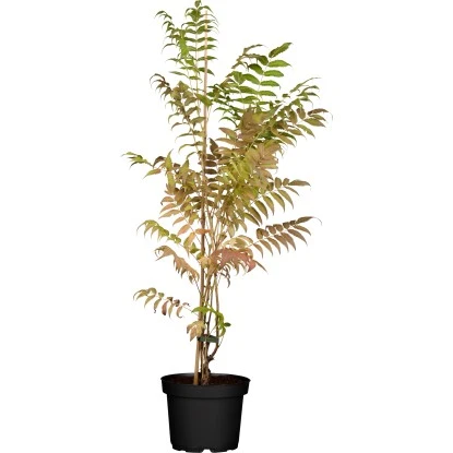 OBI Flieder-Spiere "Sem" Weiß Höhe Ca. 40 - 50 Cm Topf Ca. 6 L Sorbaria 1 OBI Flieder-Spiere "Sem" Weiß Höhe Ca. 40 - 50 Cm Topf Ca. 6 L Sorbaria