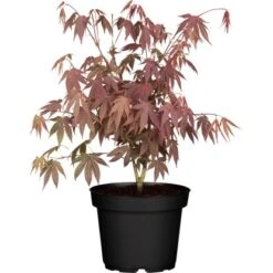 Fächerahorn "Bloodgood" Höhe Ca. 60 - 80 Cm Topf Ca. 5 L Acer Palmatum