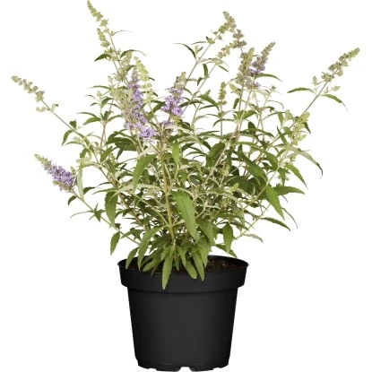 Zwerg-Sommerflieder "Buzz" Höhe Ca. 30 - 40 Cm Topf Ca. 5 L Buddleja Davidii 1 Zwerg-Sommerflieder "Buzz" Höhe Ca. 30 - 40 Cm Topf Ca. 5 L Buddleja Davidii