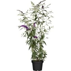 Sommerflieder "Miss Violett" Violett Höhe Ca. 30 - 40 Cm Topf Ca. 5 L Buddleja