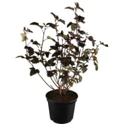 Blasen-Spiere "All Black" Weiß Höhe Ca. 30 - 40 Cm Topf Ca. 10 L Physocarpus