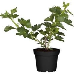 Stachelbeere Rot Höhe Ca. 40 - 60 Cm Topf Ca. 5 L Ribes Uva-crispa
