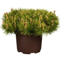Kriech-Kiefer Höhe Ca. 40 - 50 Cm Topf Ca. 10 LPinus Mugo