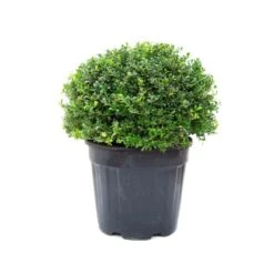GROW By OBI Berg-Ilex "Glorie Gem" Kugel ø Ca. 35 Cm Topf Ca. 10 L Ilex Crenta