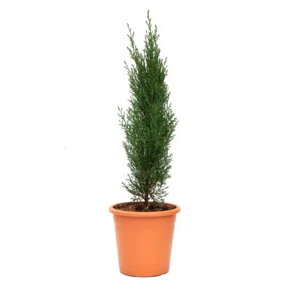 GROW By OBI Säulen-Zypresse "Totem" Topf Ca. 5 L Cupressus Sempervirens 1 GROW By OBI Säulen-Zypresse "Totem" Topf Ca. 5 L Cupressus Sempervirens