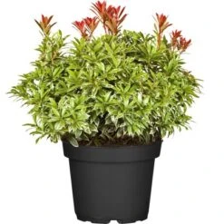 Schattenglöckchen "Carnaval" Weiß Höhe Ca. 40 - 50 Cm Topf Ca. 5 L Pieris