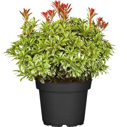 Schattenglöckchen "Carnaval" Weiß Höhe Ca. 40 - 50 Cm Topf Ca. 5 L Pieris 1 Schattenglöckchen "Carnaval" Weiß Höhe Ca. 40 - 50 Cm Topf Ca. 5 L Pieris