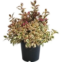 Zwerg-Weigelie "Laubschön" Höhe Ca. 40 - 50 Cm Topf Ca. 7,5 L Weigela