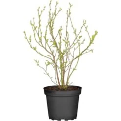 GROW By OBI Heidelbeere "Bluetta" Höhe Ca. 40 - 50 Cm Topf-Ø Ca. 3 L Vaccinium