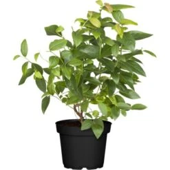 GROW By OBI Heidelbeere "Brigitta" Höhe Ca. 40 - 50 Cm Topf Ca. 3 L Vaccinium