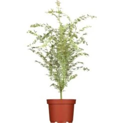 OBI Fächerahorn "Butterfly" Höhe Ca. 40 - 60 Cm Top-Ø Ca. 19 CmAcer