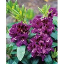 OBI Rhododendron-Hybride "Rasputin" Violett Höhe Ca. 20 - 30 Cm Topf Ca. 5 L