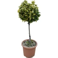 OBI Japanischer Spindelstrauch "Elegantissimus Aureus" Höhe Ca.65 Cm Topf Ca.9 L -Gardena Verkäufe 501257 4104 1