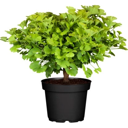 Ginkgo "Troll" Höhe Ca. 60 - 80 Cm Topf Ca. 4,6 L Ginkgo Biloba 1 Ginkgo "Troll" Höhe Ca. 60 - 80 Cm Topf Ca. 4,6 L Ginkgo Biloba