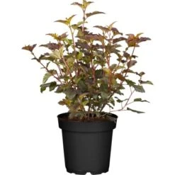 Blasenspiere "Amber Jubilee" Creme Höhe Ca. 50 - 60 Cm Topf Ca. 12,8 L