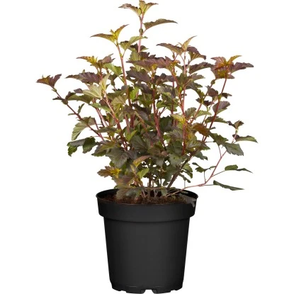 Blasenspiere "Amber Jubilee" Creme Höhe Ca. 50 - 60 Cm Topf Ca. 12,8 L 1 Blasenspiere "Amber Jubilee" Creme Höhe Ca. 50 - 60 Cm Topf Ca. 12,8 L